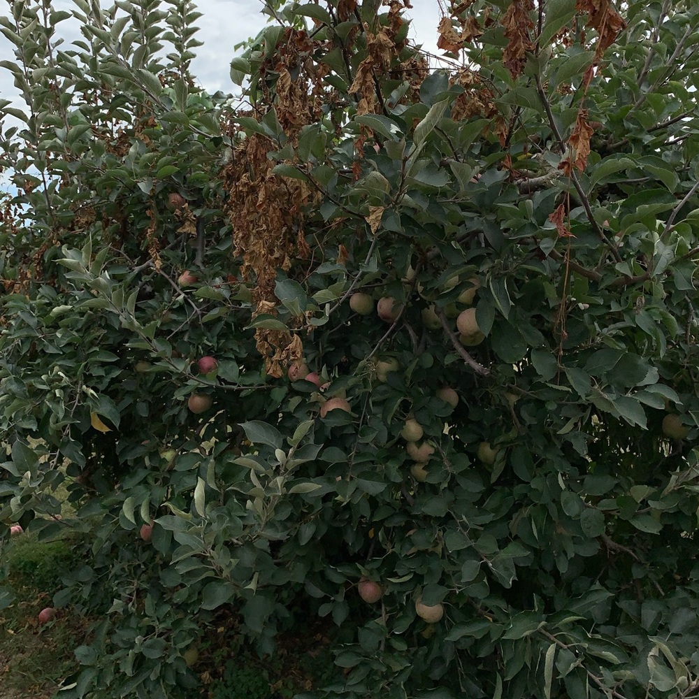 Apple bush